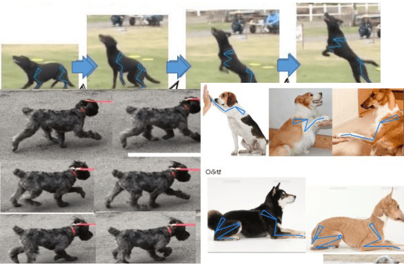 犬がどう立ち上がり、どうやって歩いているのかを知る