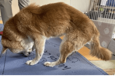 現時点で”犬を揉んでいる”人にこそ