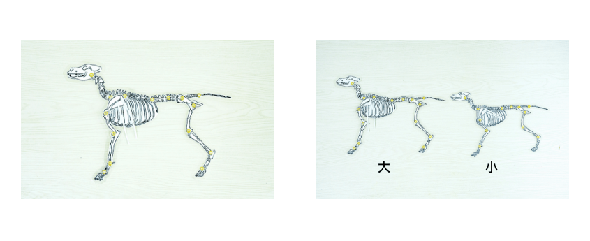 犬の整体骨格人形