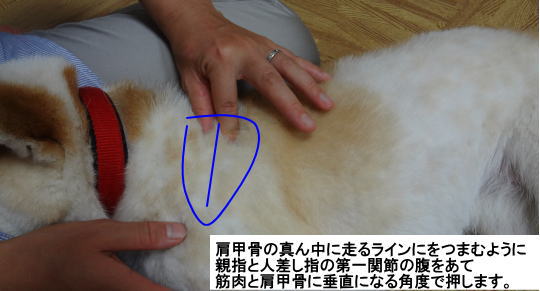 キョク上筋 片手二本指押し 犬の整体 研究所 神奈川県藤沢市の犬のマッサージ屋さん