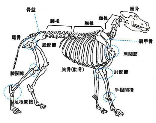 犬の体 各部位の名称 犬の整体 研究所 神奈川県藤沢市の犬のマッサージ屋さん