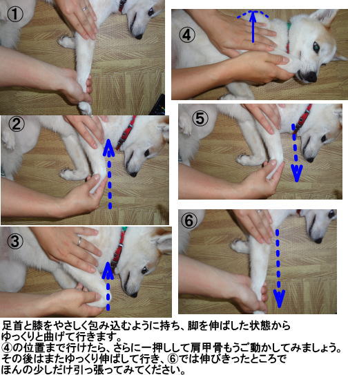 前足 屈伸運動 犬の整体 研究所 神奈川県藤沢市の犬のマッサージ屋さん 前足 屈伸運動 犬の整体 研究所 神奈川県藤沢市の犬のマッサージ屋さん