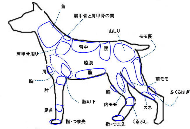 犬の身体 各部位の名称 犬の整体 研究所 神奈川県藤沢市の犬のマッサージ屋さん