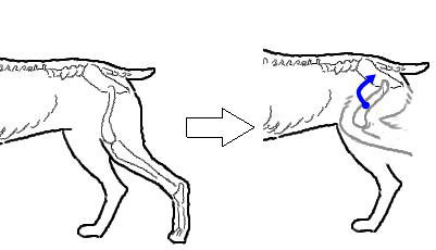 股関節の動きに関わる筋肉 犬の整体 研究所 神奈川県藤沢市の犬のマッサージ屋さん