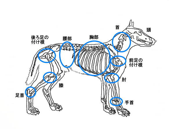 犬の体 各部位の名称 犬の整体 研究所 神奈川県藤沢市の犬のマッサージ屋さん
