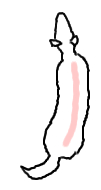 こーぎー1