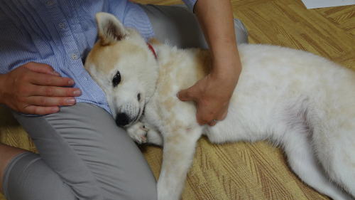 出張施術 犬の整体 研究所 神奈川県藤沢市の犬のマッサージ屋さん 出張施術 犬の整体 研究所 神奈川県藤沢市の犬のマッサージ屋さん