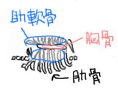 クーちゃん13