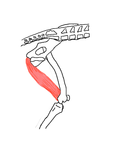 股関節の動きに関わる筋肉 犬の整体 研究所 神奈川県藤沢市の犬のマッサージ屋さん