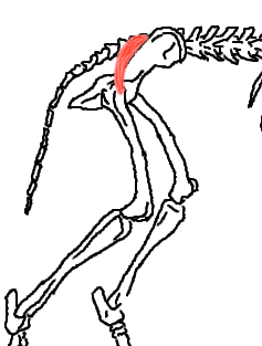 股関節の動きに関わる筋肉 犬の整体 研究所 神奈川県藤沢市の犬のマッサージ屋さん