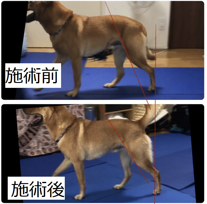 犬に整体施術が 効く メカニズム 犬の整体 研究所 神奈川県藤沢市の犬のマッサージ屋さん