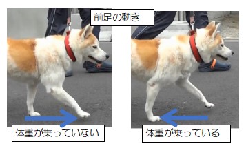 犬に整体施術が 効く メカニズム 犬の整体 研究所 神奈川県藤沢市の犬のマッサージ屋さん
