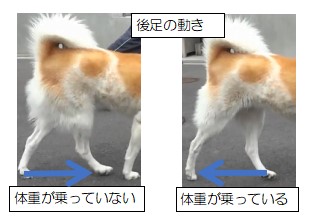 犬に整体施術が 効く メカニズム 犬の整体 研究所 神奈川県藤沢市の犬のマッサージ屋さん