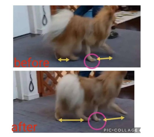 犬の整体師養成講座卒業生たちの施術レポート 犬の整体 研究所 神奈川県藤沢市の犬のマッサージ屋さん