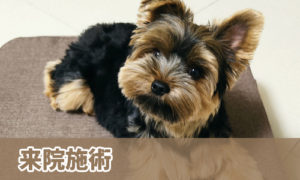 来院施術