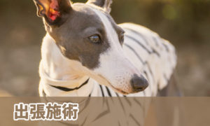 出張施術