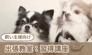 出張教室：犬の整体習得講座