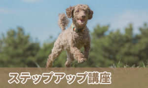 ステップアップ講座
