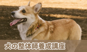 犬の整体師養成講座