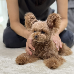 犬の整体研究所　アルバム4