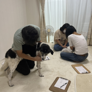 犬の整体研究所　アルバム8